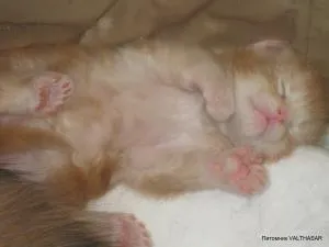 Polydactyl Maine Coon, valthasar