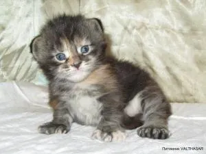 Polydactyl мейн кун, valthasar