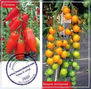 Cherry tomate (foto), la domiciliu, locul de grădină, cabana și plante de apartament