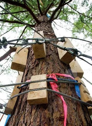 Flying a lungul coarda de pădure în copaci, revista Popular Mechanics