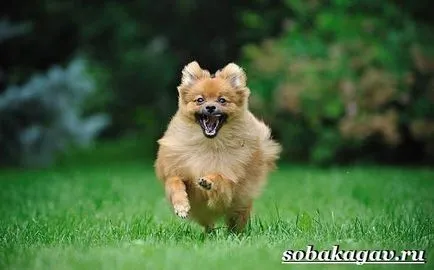 câine Pomerania