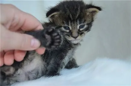 Polydactyl fotografie Maine Coon, descriere rasa