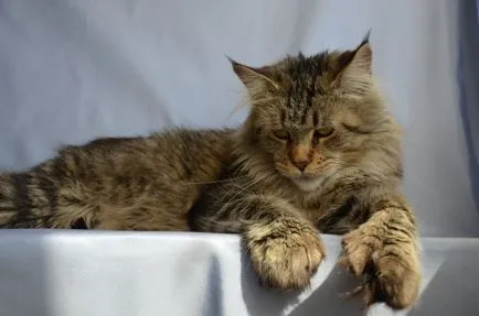 Polydactyl мейн кун снимка, описание порода