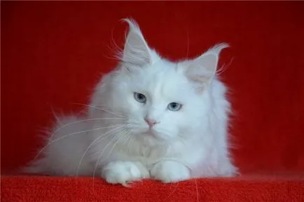 Polydactyl Maine Coon fotó, fajta leírás