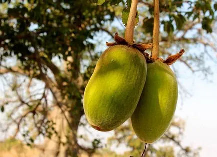 Az előnyök a baobab gyümölcs az egészséges test és a bőr, a helyszínen jeunesse