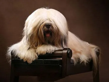 Rasa Dog tibetan Terrier - Descriere Rasă