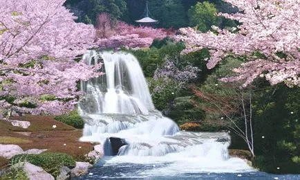 Красива символ на Япония-сакура - 7 февруари 2012 - световните красивите места