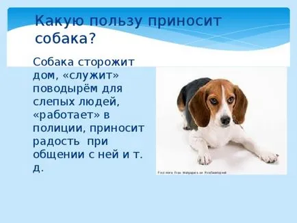 Представяне - загадката на домашни любимци - първични класове, презентации