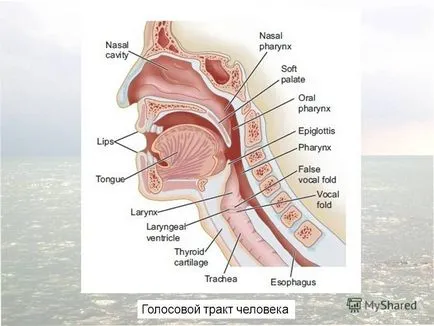 la prezentarea fiziologiei rech2009 activității nervoase superioare