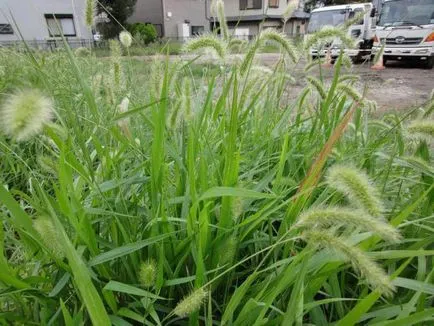 A gyógyszer Gezagard használati utasítás, vélemények