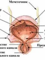 Превенция на цистит