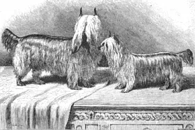 Originea și istoria rasei Yorkshire Terrier