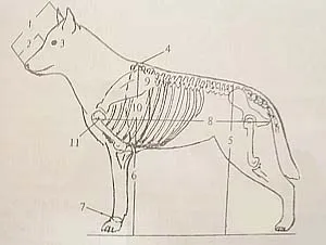 Măsurătorile de performanță cu titlu de exemplu Labrador Retriever catelus