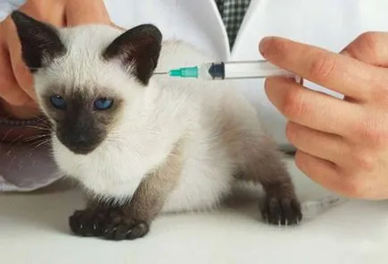vaccinarea antirabică pentru pisici - varza de viață