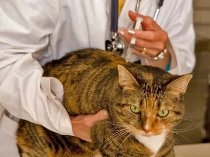 Veszettség elleni oltás macskák - élet hajtások