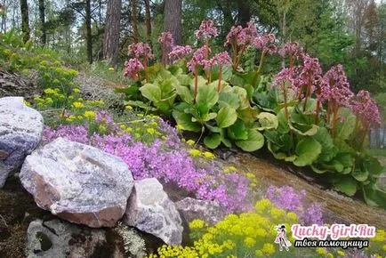 Plant Bergenia crassifolia засаждане, култивиране и поддръжка