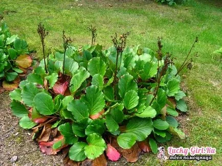 Plant Bergenia crassifolia засаждане, култивиране и поддръжка