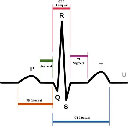 Descifrarea ECG inima, on-line cardiolog