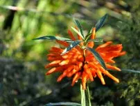 Reproducere Araucaria la domiciliu, flori in casa (vila)