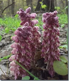 plante lathraea, plante medicinale