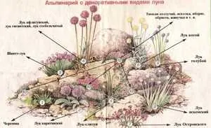 Инсталации за алпийски многогодишни заглавието декоративни храсти, цветя