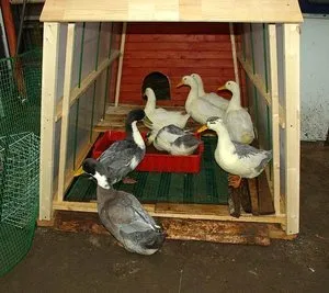 Развъждане гъски у дома за начинаещи грижа и поддръжка