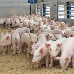 Свине за разплод в страната като бизнес функции на поддържането и рентабилността