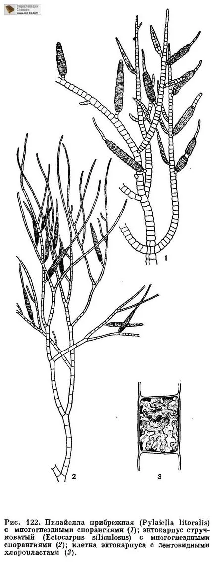 Reproducerea și varec ciclu de dezvoltare - Enciclopedia biologica - Enciclopedia & amp; dicționare