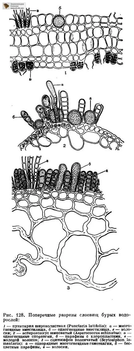 Reproducerea și varec ciclu de dezvoltare - Enciclopedia biologica - Enciclopedia & amp; dicționare