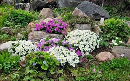 Növények a sziklakert évelő, virágzó, minden nyáron, név, fotó