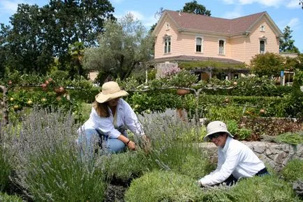 Plantele care se schimbă în toamnă în viața plantelor apar în toamnă, care plantele sunt plantate în toamna