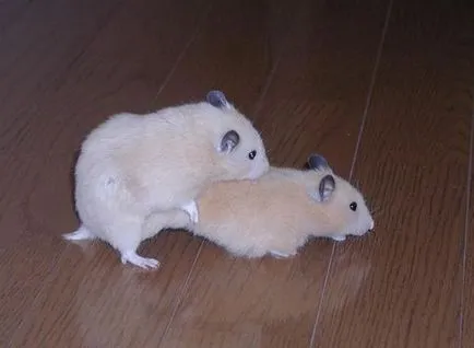 hamsteri de reproducere la domiciliu