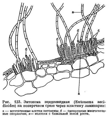 Възпроизвеждането и водорасли цикъл на развитие - е