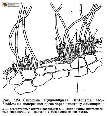 Reproducerea și varec ciclu de dezvoltare - Enciclopedia biologica - Enciclopedia & amp; dicționare