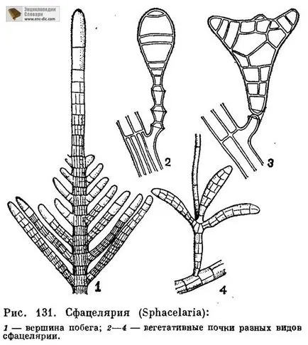 Reproducerea și varec ciclu de dezvoltare - Enciclopedia biologica - Enciclopedia & amp; dicționare