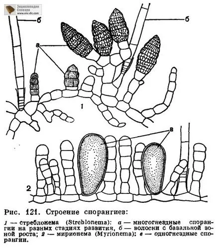 Reproducerea și varec ciclu de dezvoltare - Enciclopedia biologica - Enciclopedia & amp; dicționare