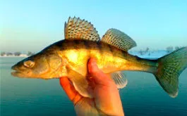 Ripus - cum să pescuiască în timpul iernii, precum și rețete delicioase - mariculturii