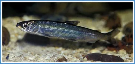 Ripus риба - описание, местообитание, местата за размножаване, риба, риболов на ripus рецепти