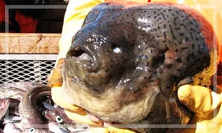Fish csepp - szomorú lakója a mélytengeri - tengeri akvakultúra