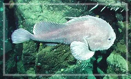 Fish csepp - szomorú lakója a mélytengeri - tengeri akvakultúra