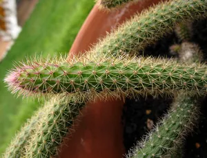 Rhode aporocactus