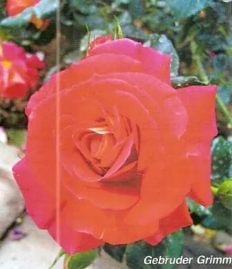 Rosa floribunda - Kert Szibériában