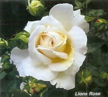 Rosa floribunda - Kert Szibériában