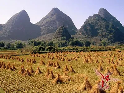 câmpurile de orez - o comoara de mare răbdare