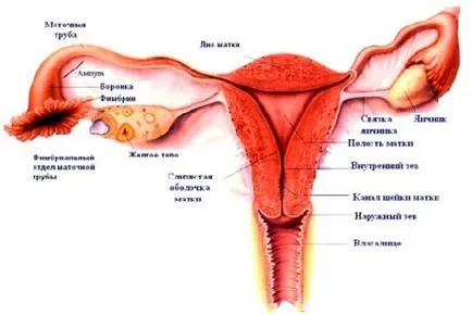 Rolul trompelor in viata unei femei sunt diagnosticate cu infertilitate, metode de cercetare ale trompelor uterine