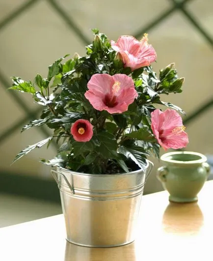 Рози в интериора, тапети и плочки с имиджа си, живеят и изкуствени цветя, листа и други
