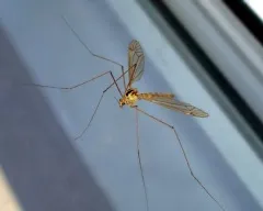 Cele mai rare rase de pisici fotografie, cea mai rară fotografie pisică, zăpadă spectacol Cao Mani Diamond Singapore Eye