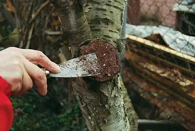 grădină Var cu propriile sale mâini