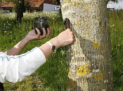 grădină Var cu propriile sale mâini