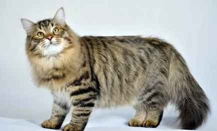 Cele mai populare pisica rase cu imagini și descrieri
